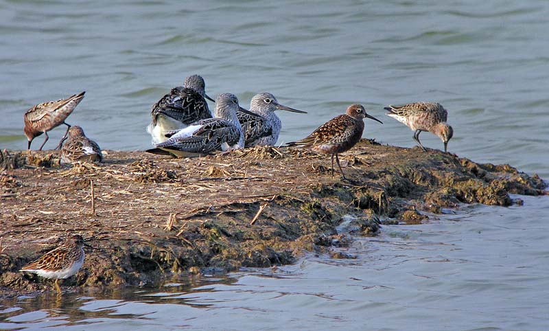 greenshanks.curlewsands..lt stint DSCN0113.jpg