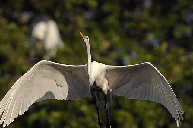 great egret.breed.flight_DSC0005.jpg