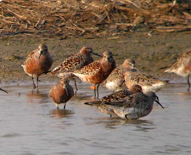 curlew sands.breed.flag DSCN0150.jpg