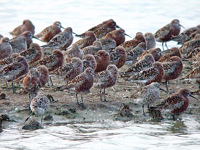 curlew sands.breed.iso3200 DSCF3843.jpg