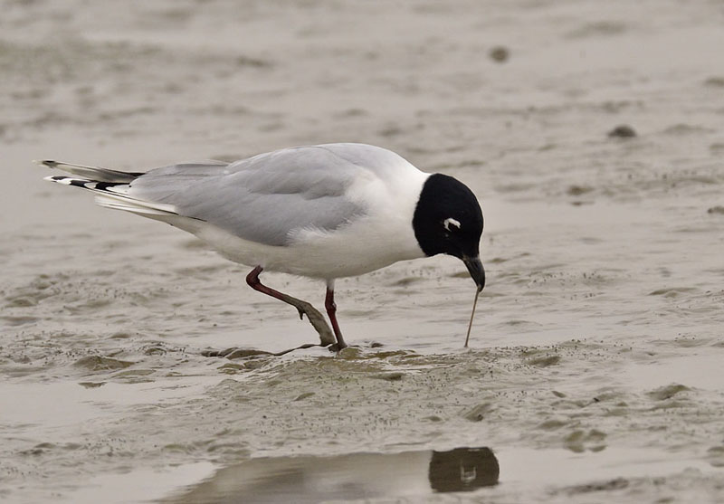 saunders gull breed D7000 kw850 sml_DSC4514.jpg