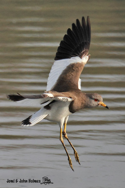 zLapwing-GH_004.jpg