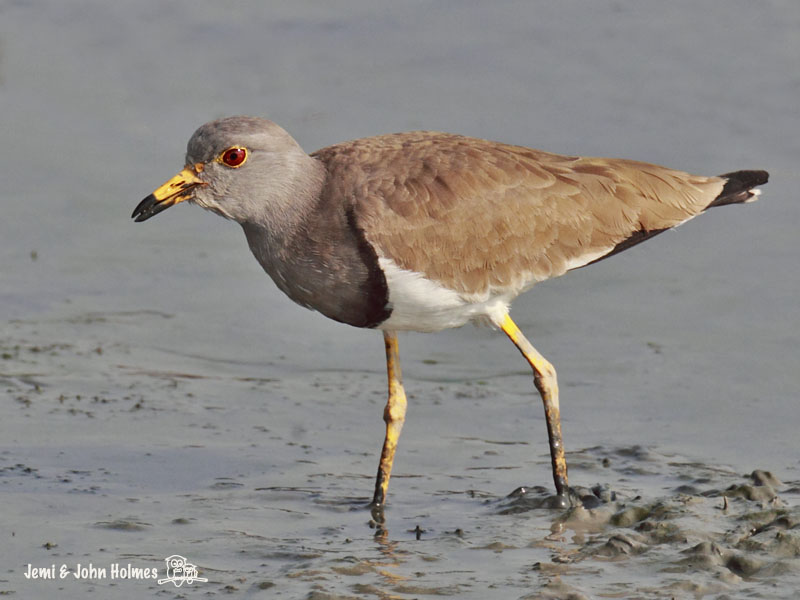 zLapwing-GH_038.jpg