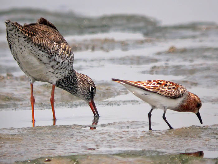 red necked stint.breed.redshank.adj DSCN0325.jpg