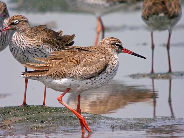 redshanks.breed DSCN0650.jpg