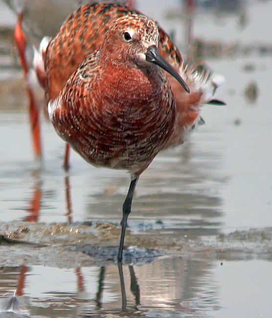 curlew sandpiper.breed.adj DSCN0291.jpg