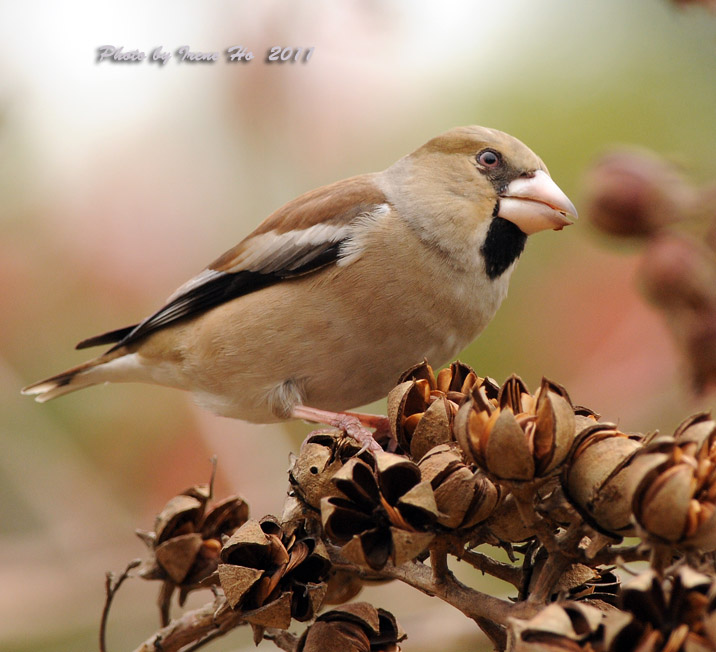 Hawfinch C.jpg