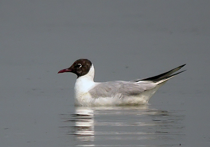 black headed gull.breed.adj DSCN0185.jpg