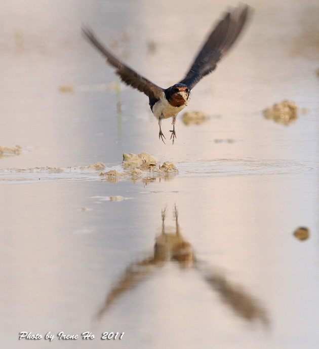 Barn Swallow.jpg