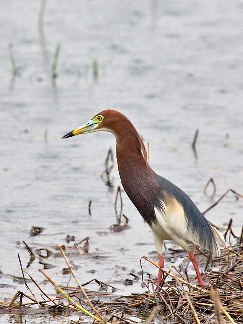 Pond-heron.jpg