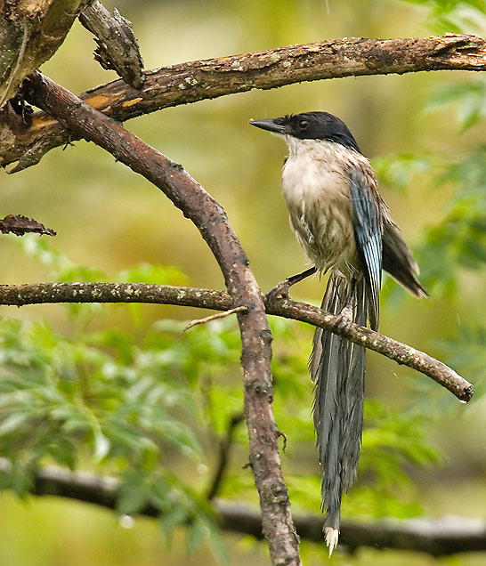 Azure-winged-magpie.jpg