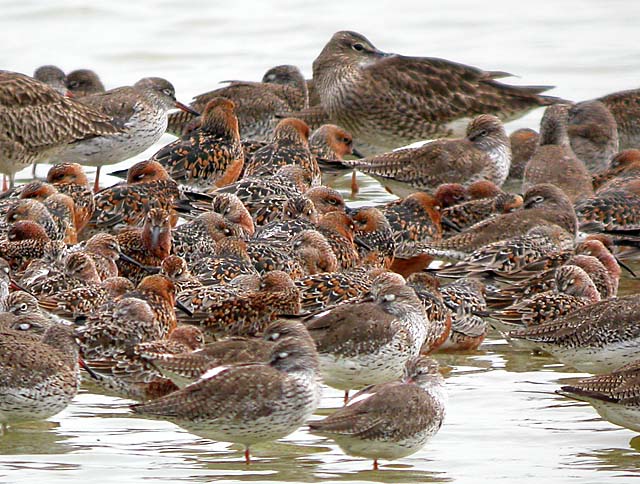 red knots.redshanks.whimbrelDSCN0575.jpg