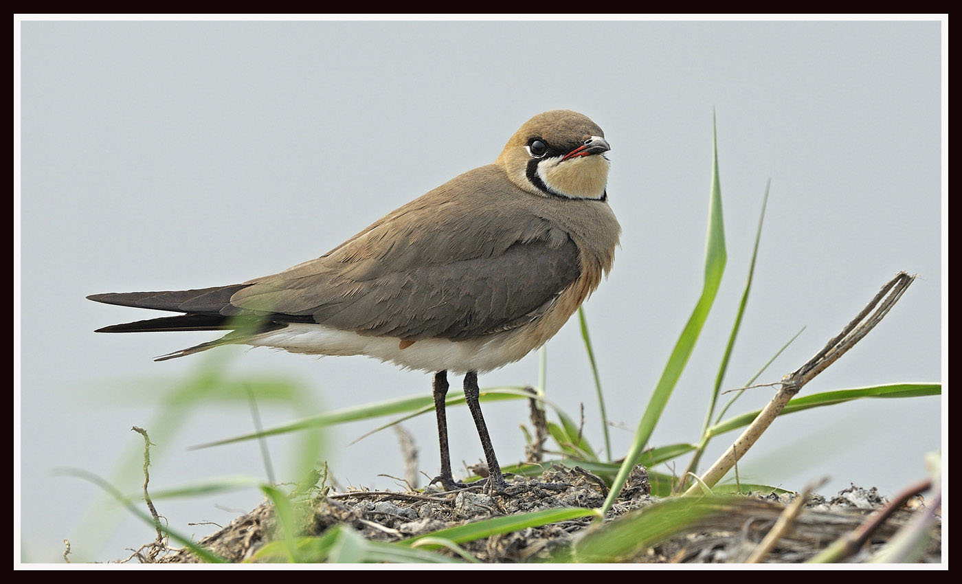 Oriental Pratincole 4.jpg