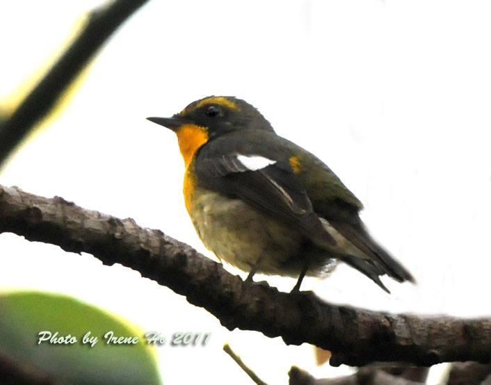 Ryukyu Flycatcher.jpg