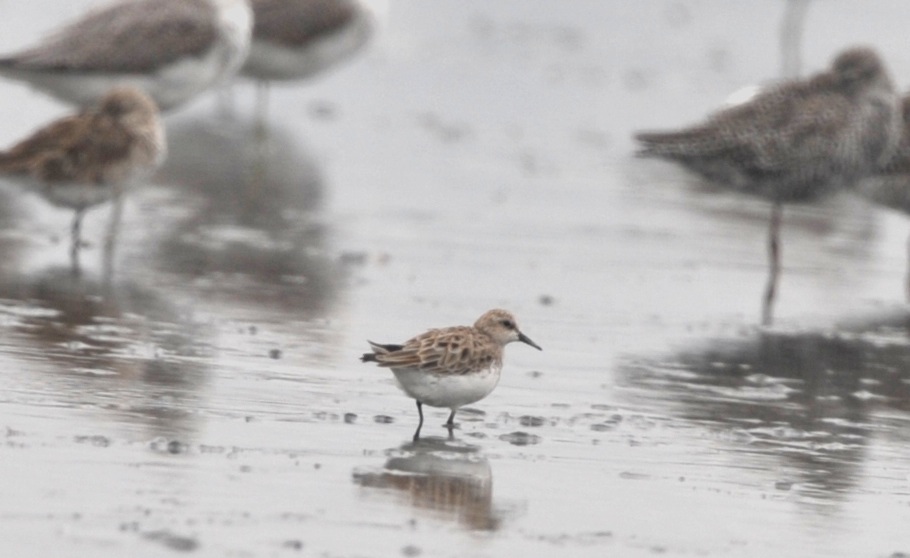 stint id.jpg