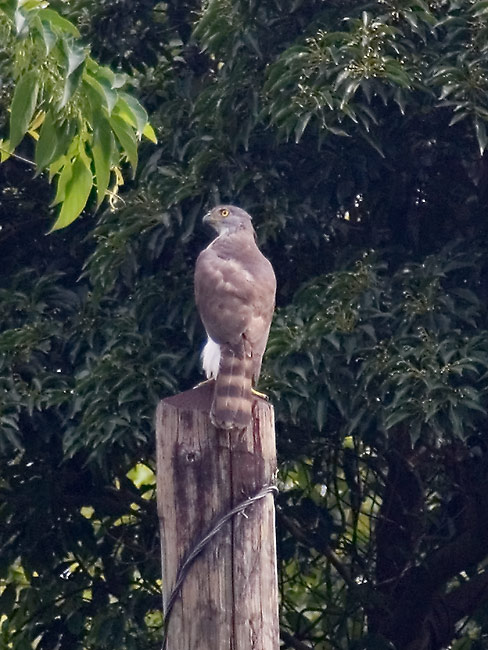 Crested-goshawk.jpg