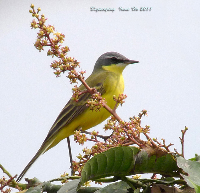 Yellow Wagtail.jpg