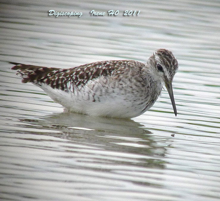 Wood Sandpiper 1.jpg