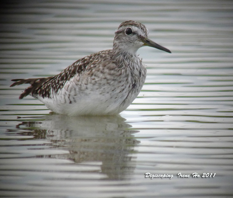 Wood Sandpiper 2.jpg