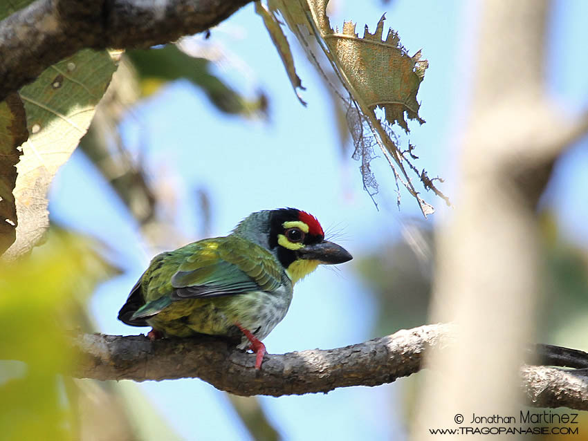 CoppersmithBarbetIndiaGujaratGirNationalPark01122010CT2I8739.jpg