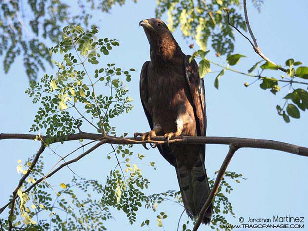 OrientalHoneyBuzzardIndiaGujaratGirNationalPark28112010CT2I8353MD.jpg