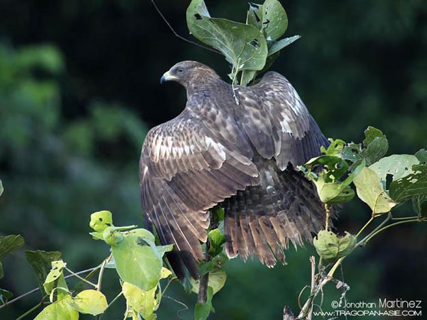 OrientalHoneyBuzzardIndiaGujaratGirNationalPark28112010CT2I8365MD.jpg