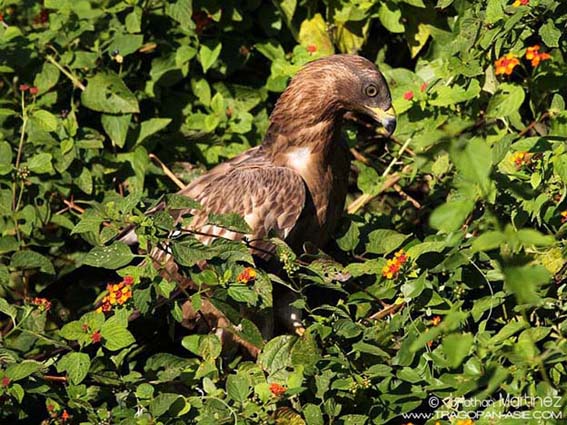 OrientalHoneyBuzzardIndiaGujaratGirNationalPark28112010CT2I8432MD.jpg