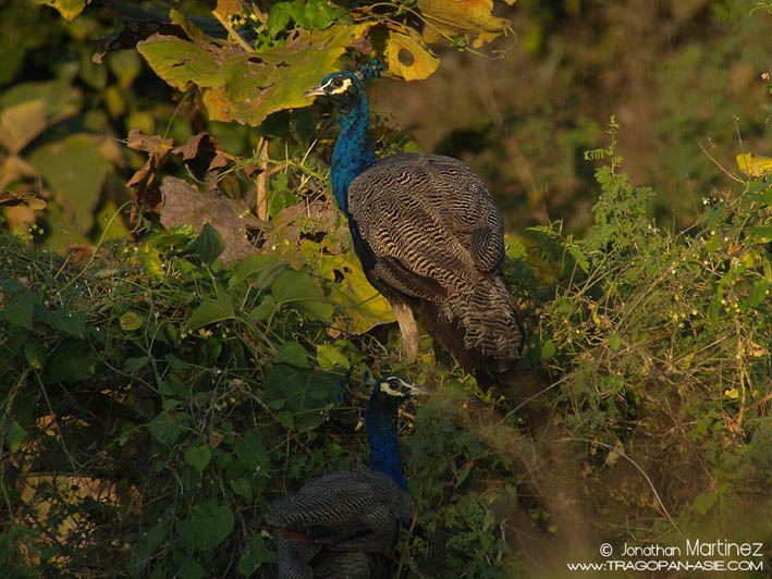 IndianPeafowlIndiaGujaratGirNationalPark30112010DSCN2883MD.jpg