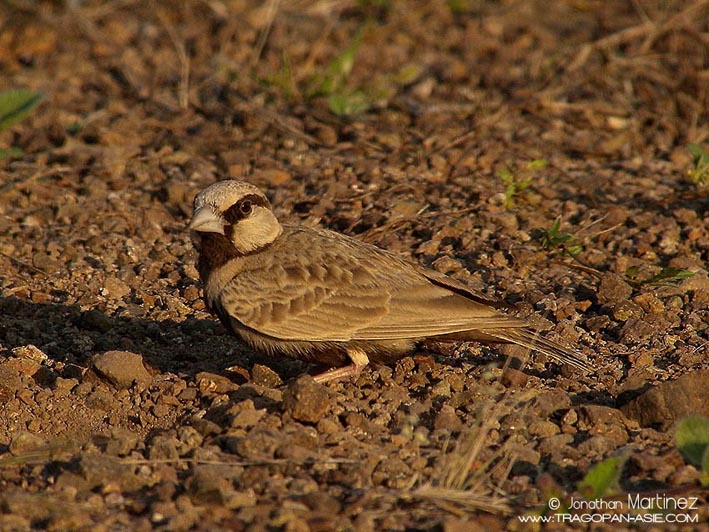 AshyCrownedSparrowLarkIndiaGujaratGirNationalPark30112010DSCN2888MD.jpg