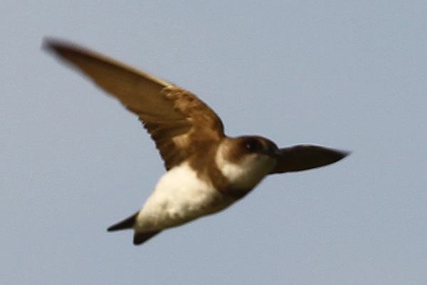 Sand Martin_Tony Hung_3.JPG