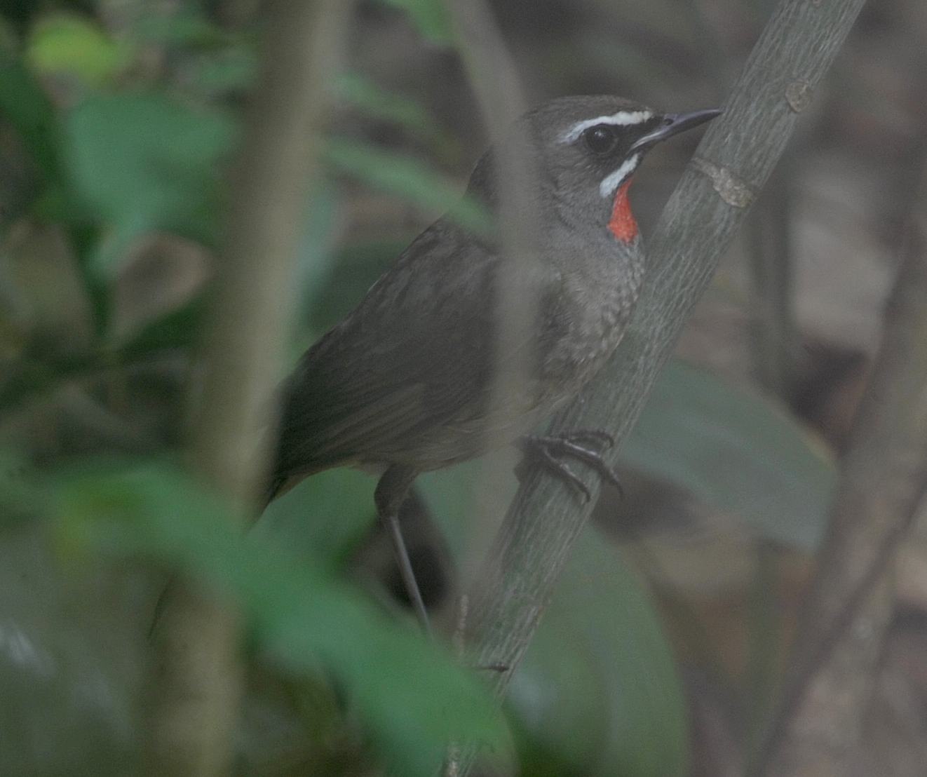 Siberian Rubythroat.jpg