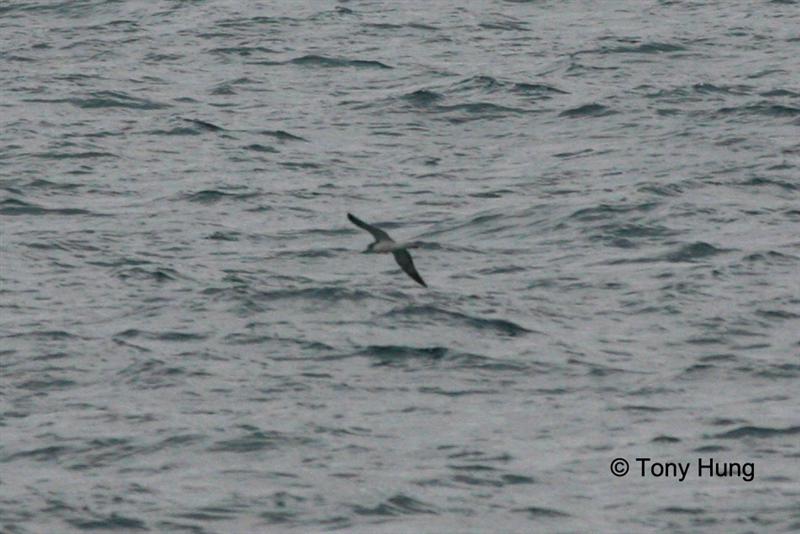 streaked_shearwater (Medium).jpg