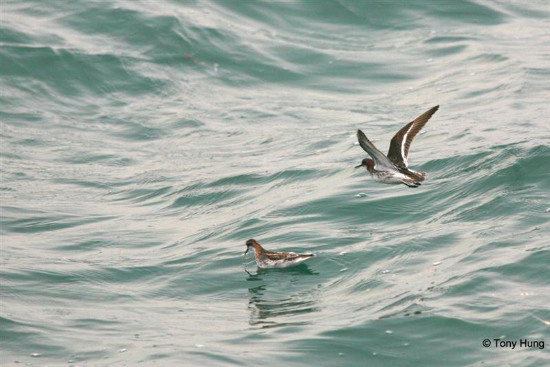 red necked phalarope (Medium).jpg