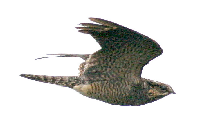 070505 NightJar_2_2748.jpg