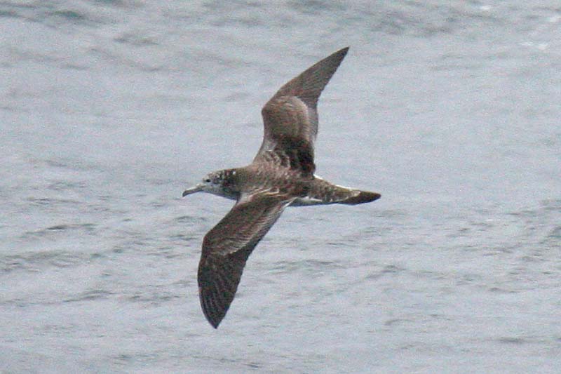 Streaked Shearwater.jpg