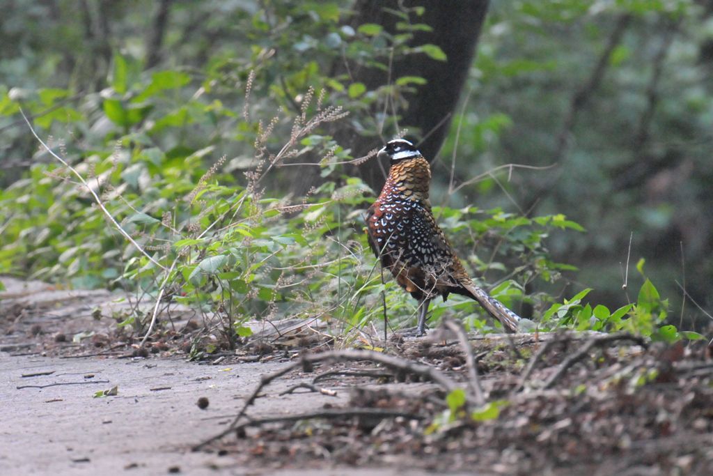 0049_ReevessPheasant-M_DSC_0354_HeN104_Lingshan.jpg