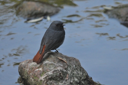 0791_PlumbeousWaterRedstart-M_DSC_0405_HeN104_Lingshan_R.JPG