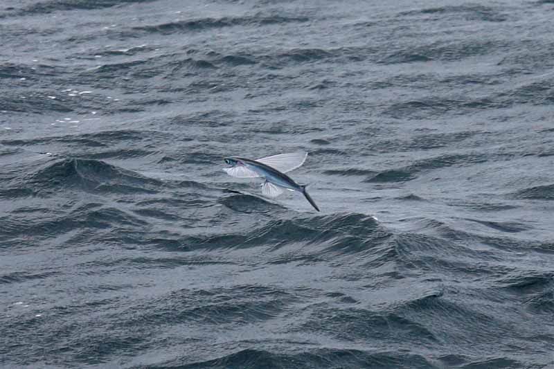 flying fish.jpg