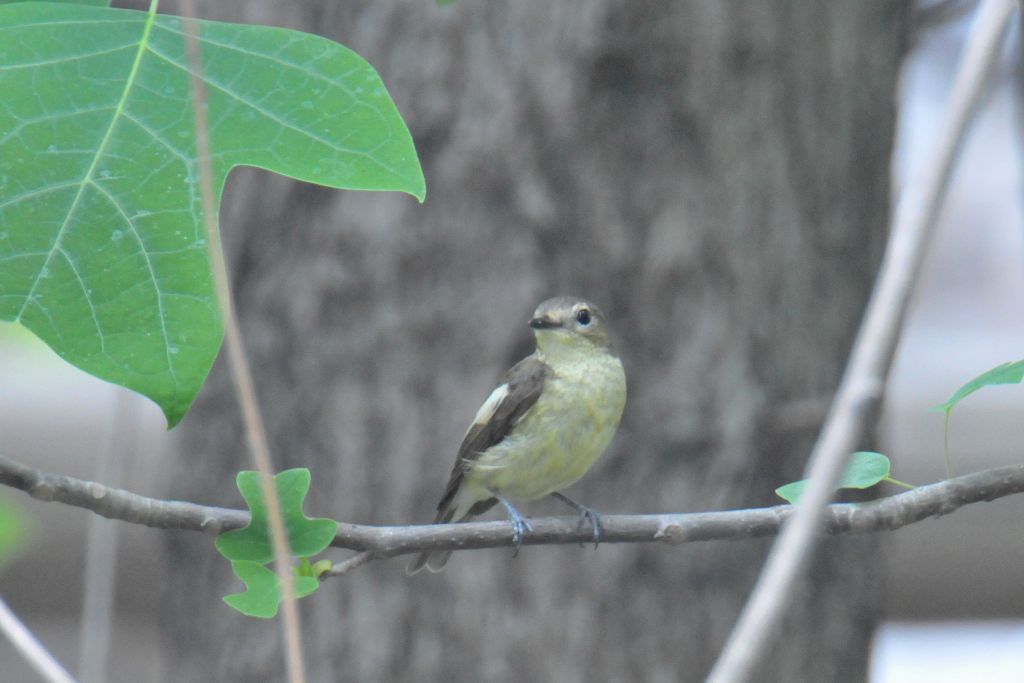 0733_Yellow-rumpedFlycatcher-F_DSC_9685_HeN102_Dongqiao.jpg