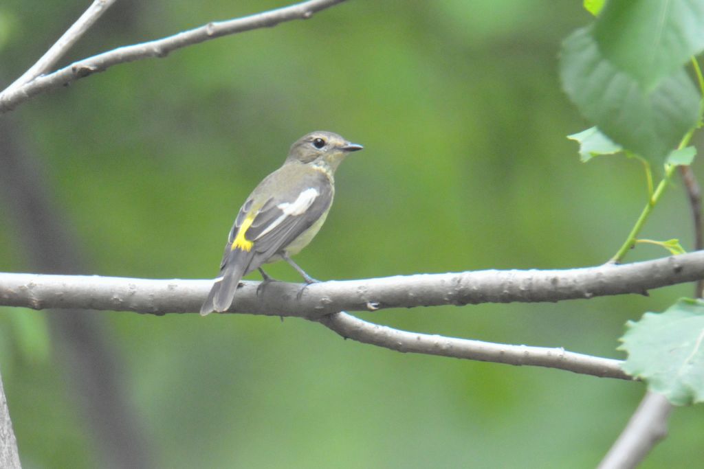 0733_Yellow-rumpedFlycatcher-F_DSC_9701_HeN102_Dongqiao.jpg