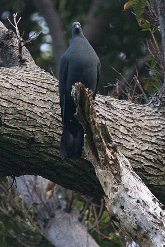 Japanese Woodpigeon.jpg