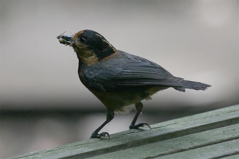 Varied tit 2.jpg