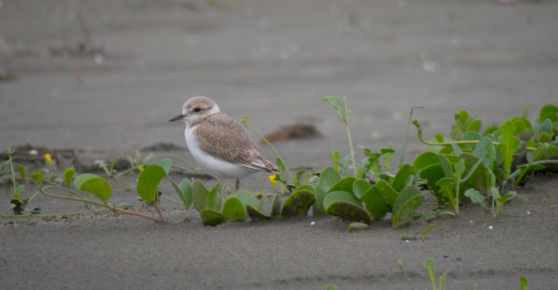 DSCN6749 Juv Swinhoe's Plover 1.jpg