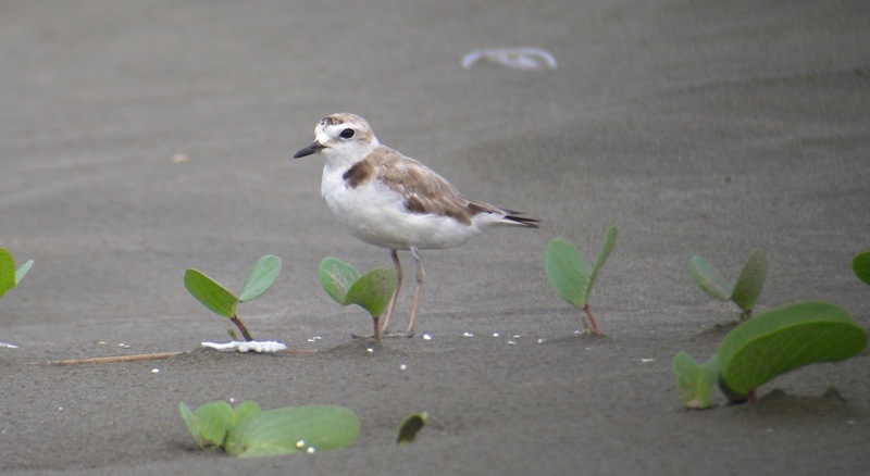 DSCN6744 Swinhoe's Plover male 2.jpg