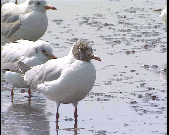 Black-head Gull11007.jpg