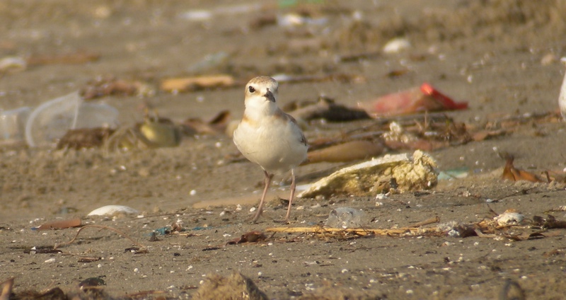 DSCN6823 Female Swinhoe's Plover.jpg