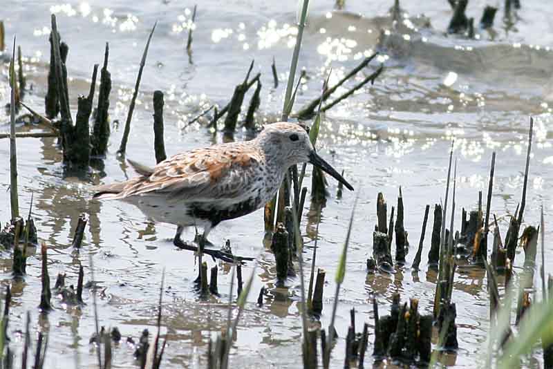 Dunlin.jpg