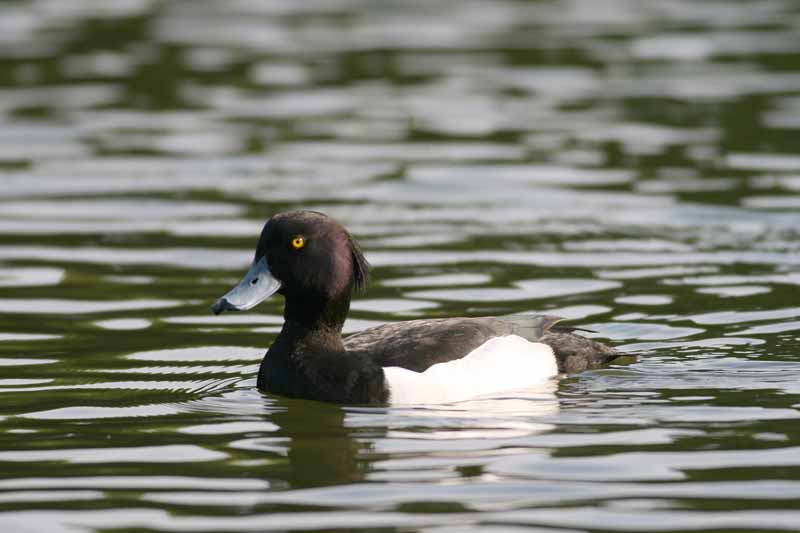 IMG_0353 tufted duck male.jpg