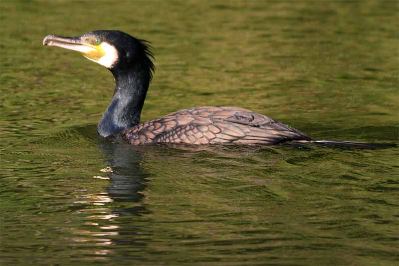 Great cormorant.jpg