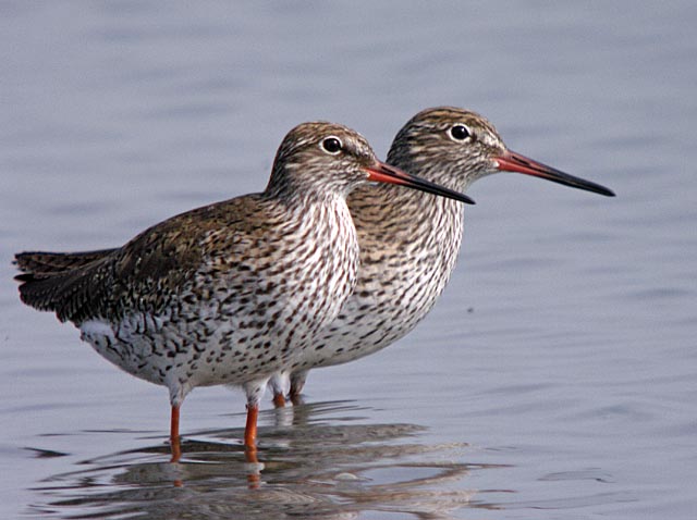 redshanks.breed DSCN1565.jpg